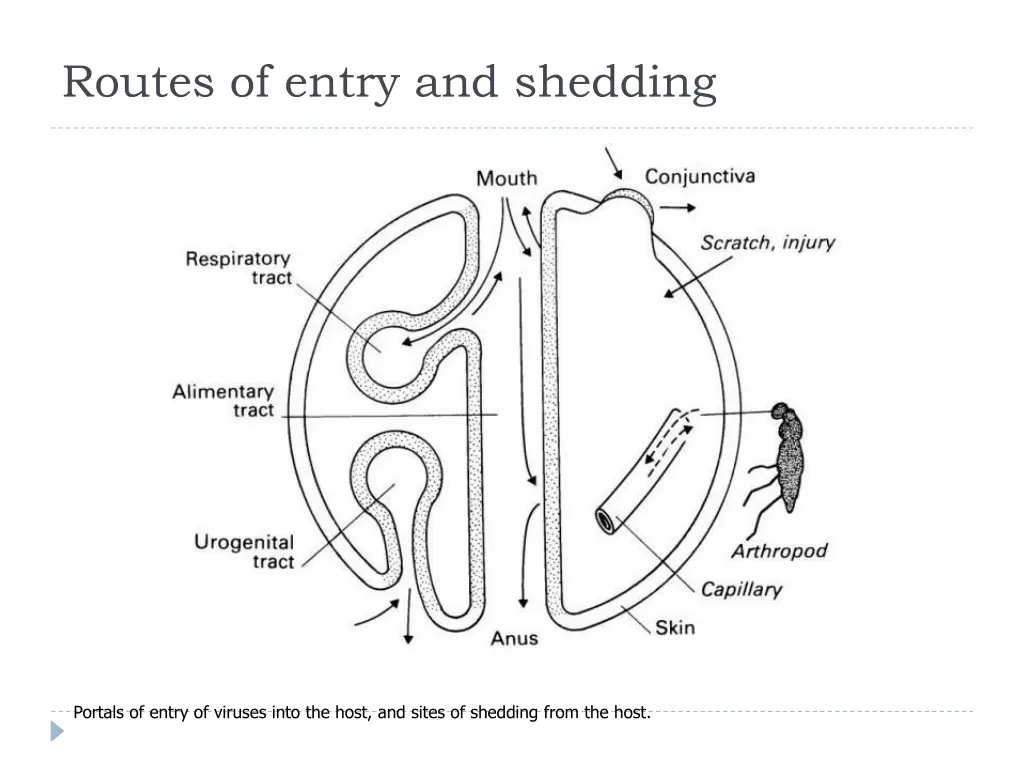 routes of entry and shedding