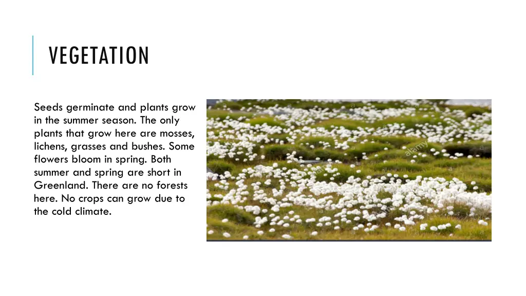 vegetation
