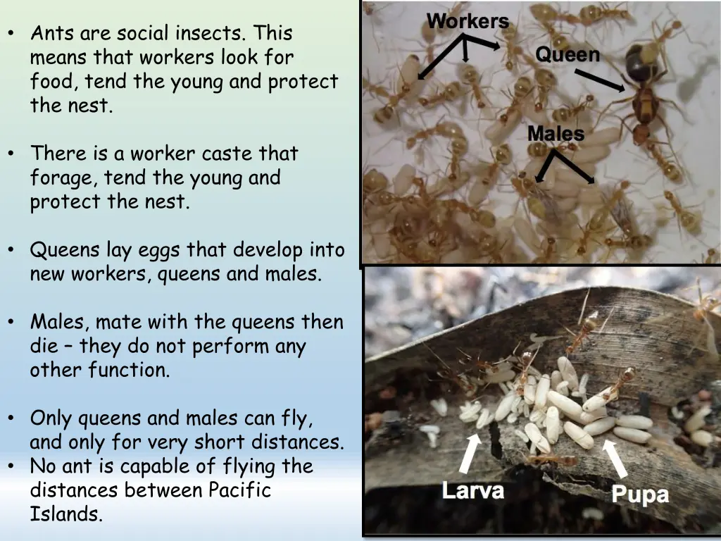 ants are social insects this means that workers