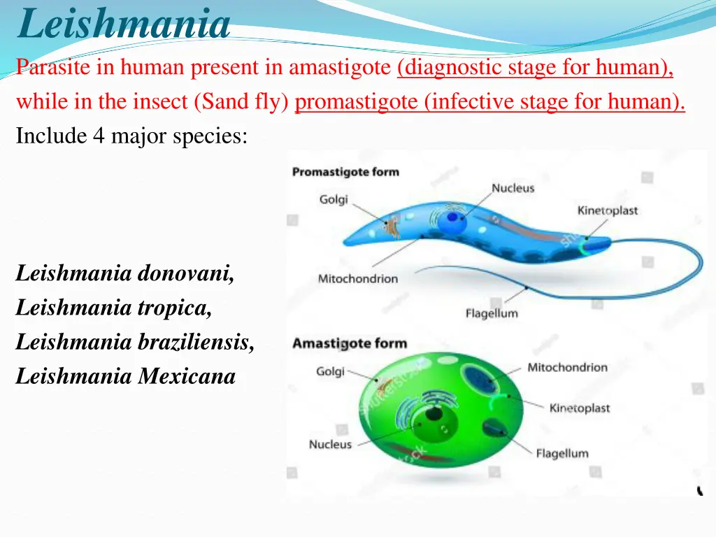 leishmania parasite in human present