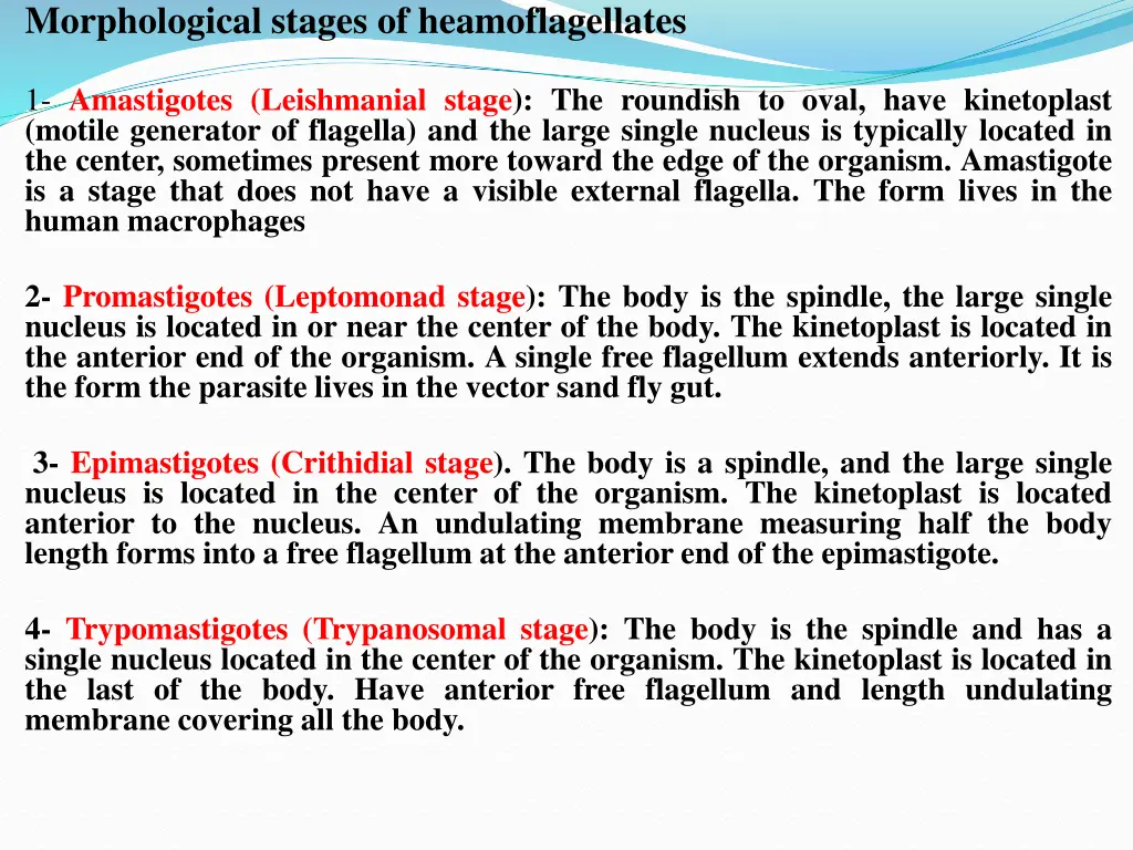 morphological stages of heamoflagellates