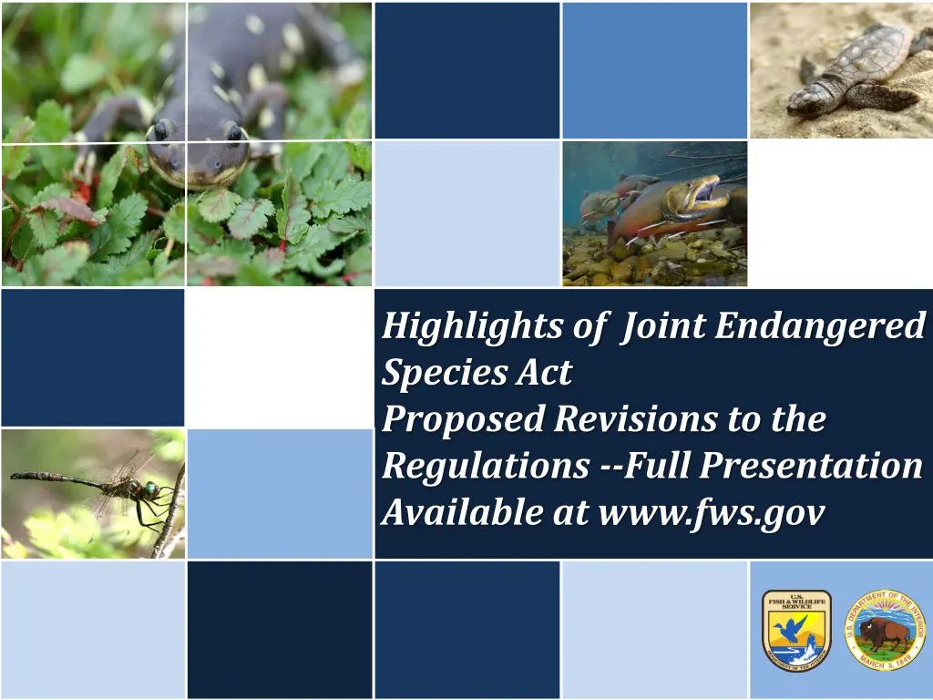 highlights of joint endangered species