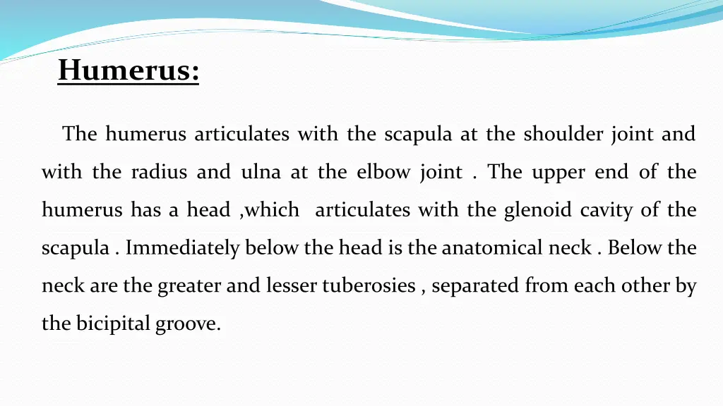 humerus