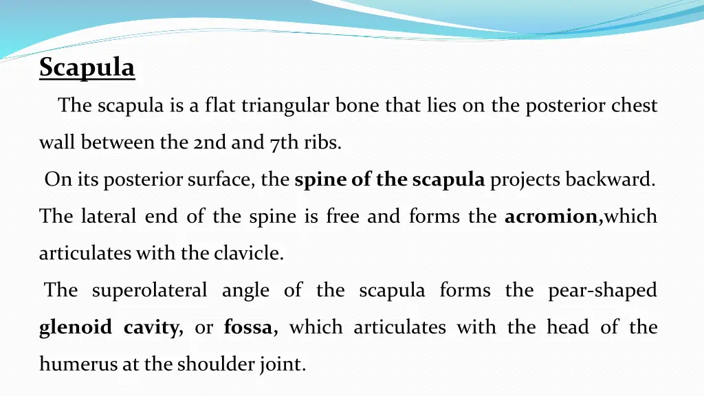 scapula