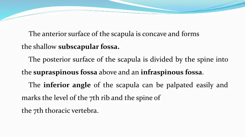 the anterior surface of the scapula is concave