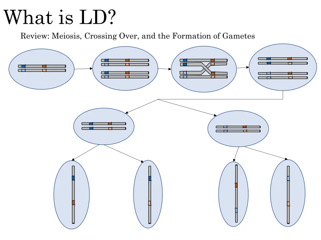 what is ld review meiosis crossing over