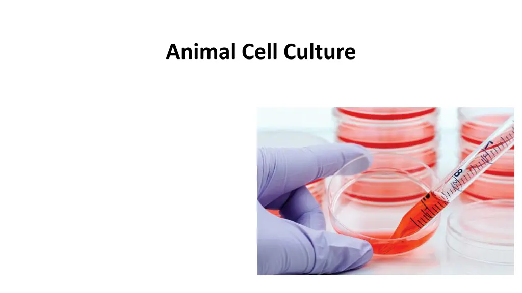animal cell culture