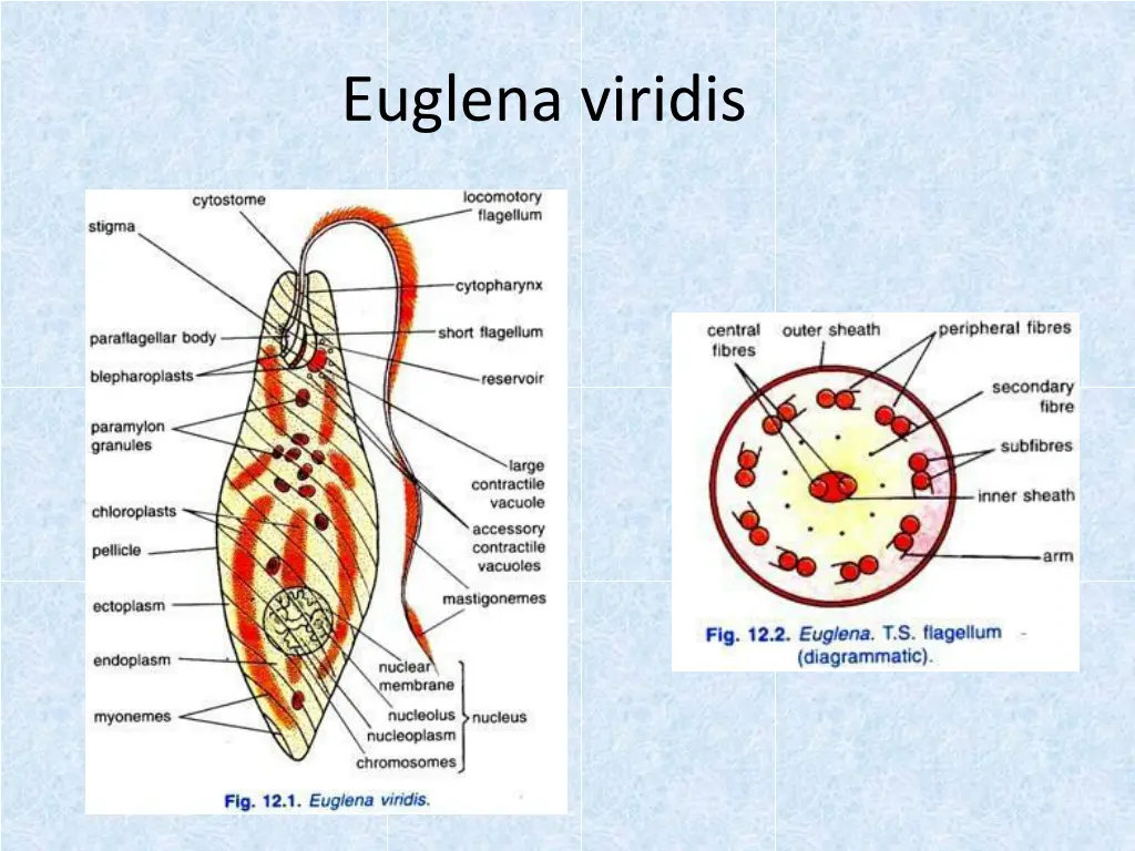 euglena viridis