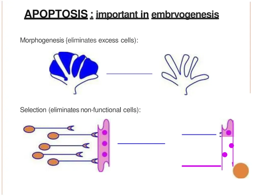 apoptosis important in embrvogenesis