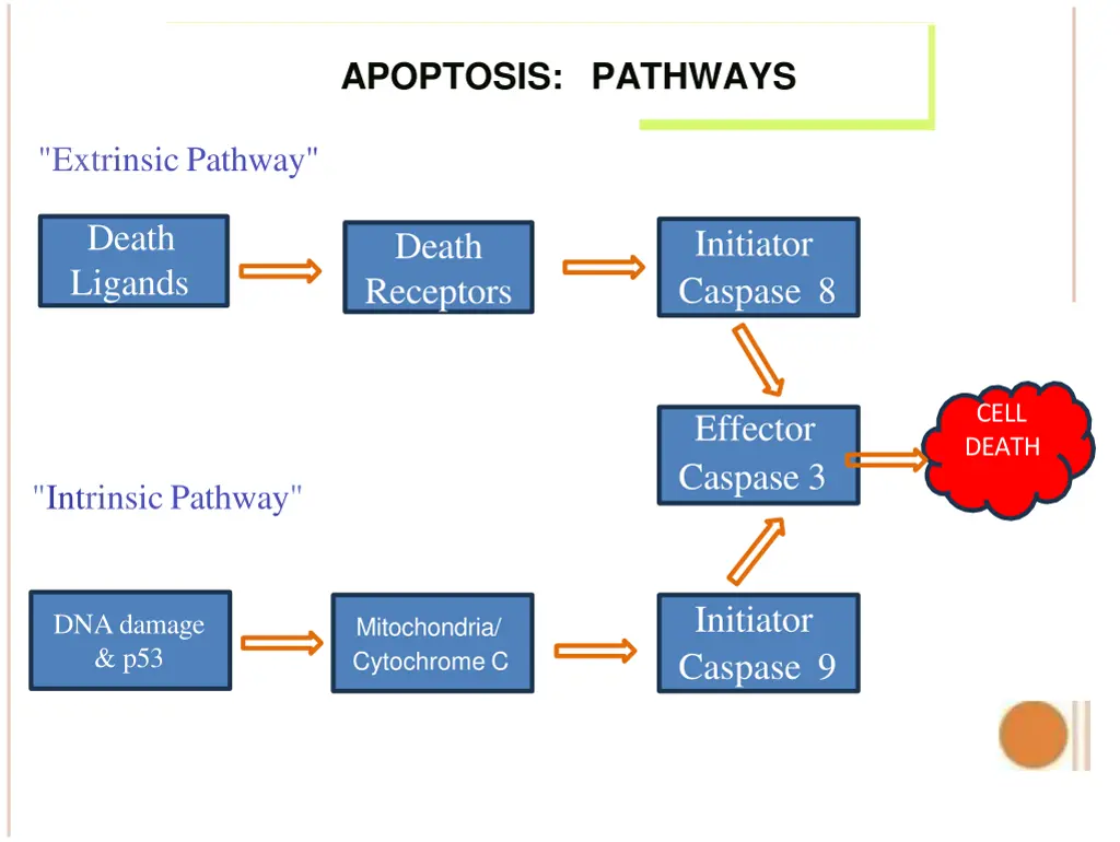 apoptosis pathways