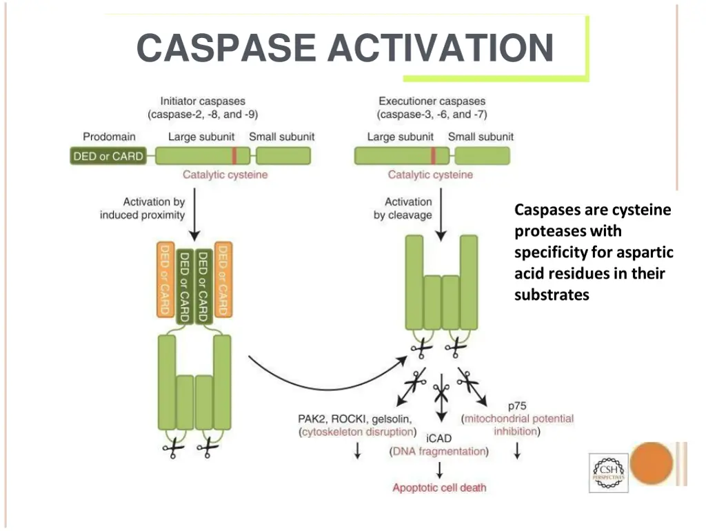caspase activation