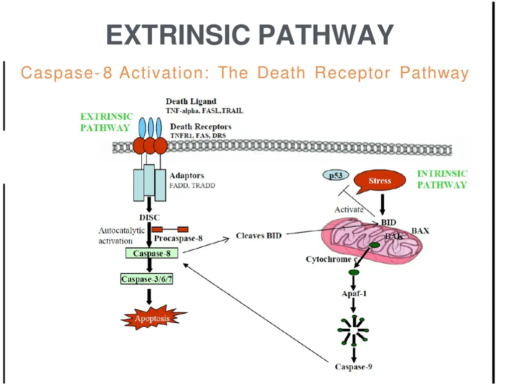 extrinsic pathway