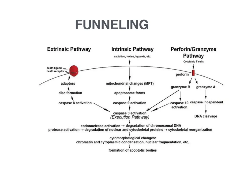 funneling