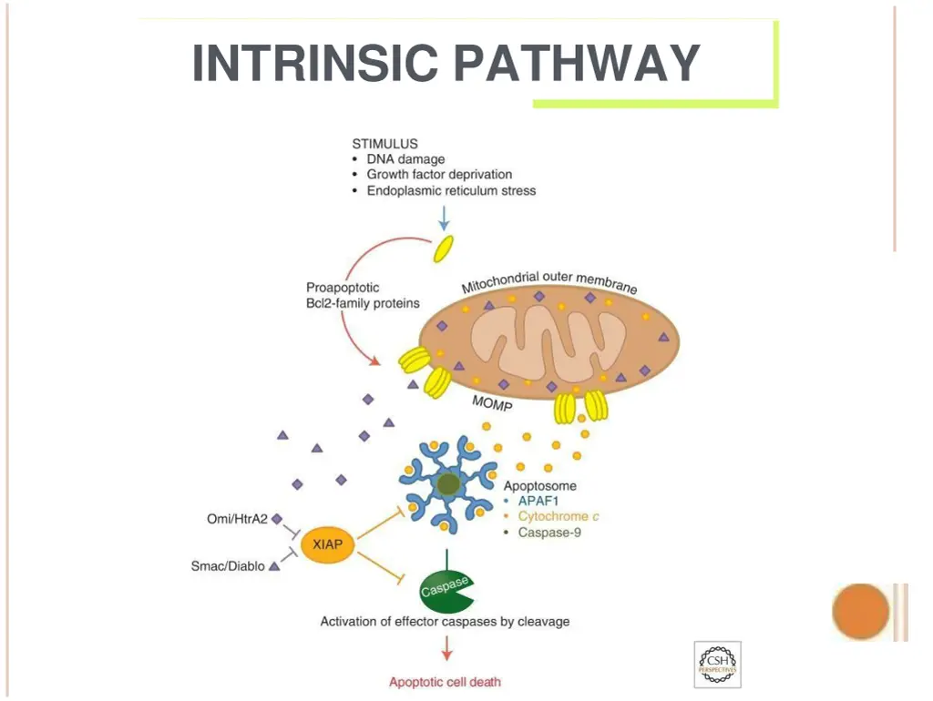 intrinsic pathway