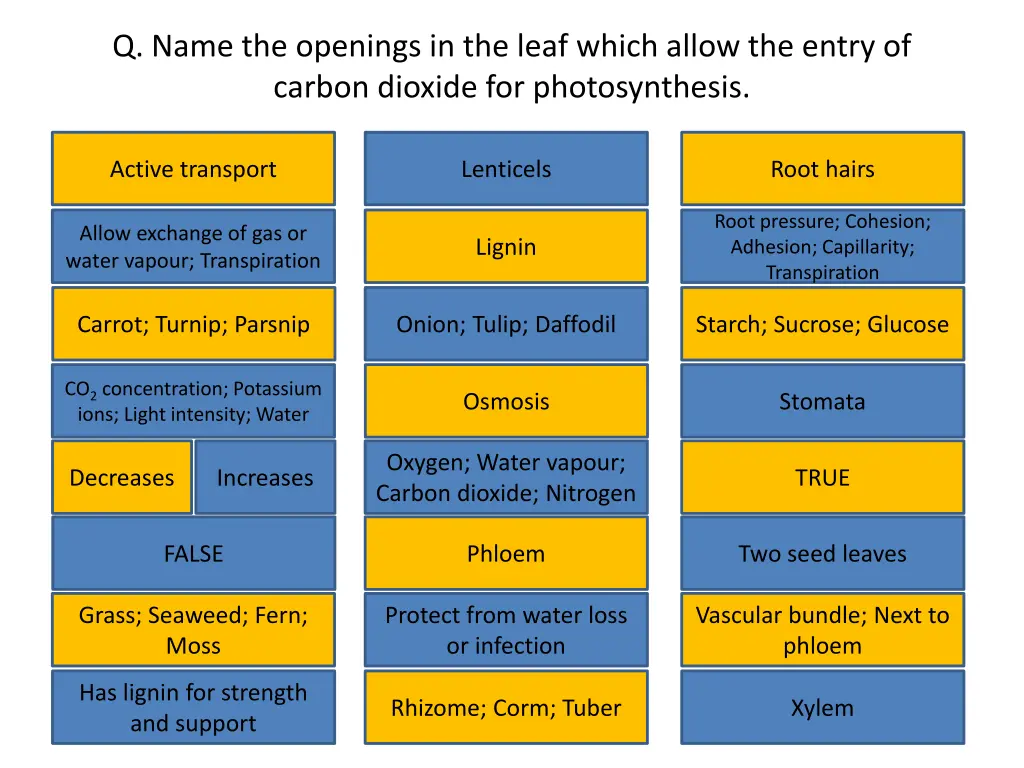 q name the openings in the leaf which allow
