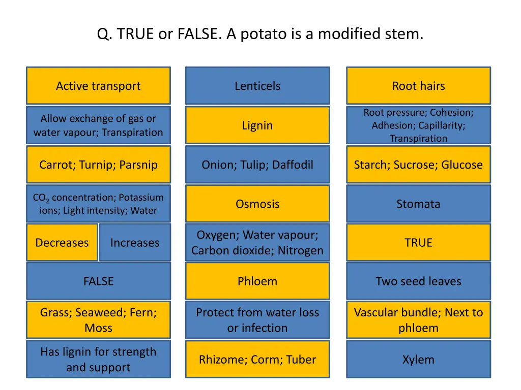q true or false a potato is a modified stem
