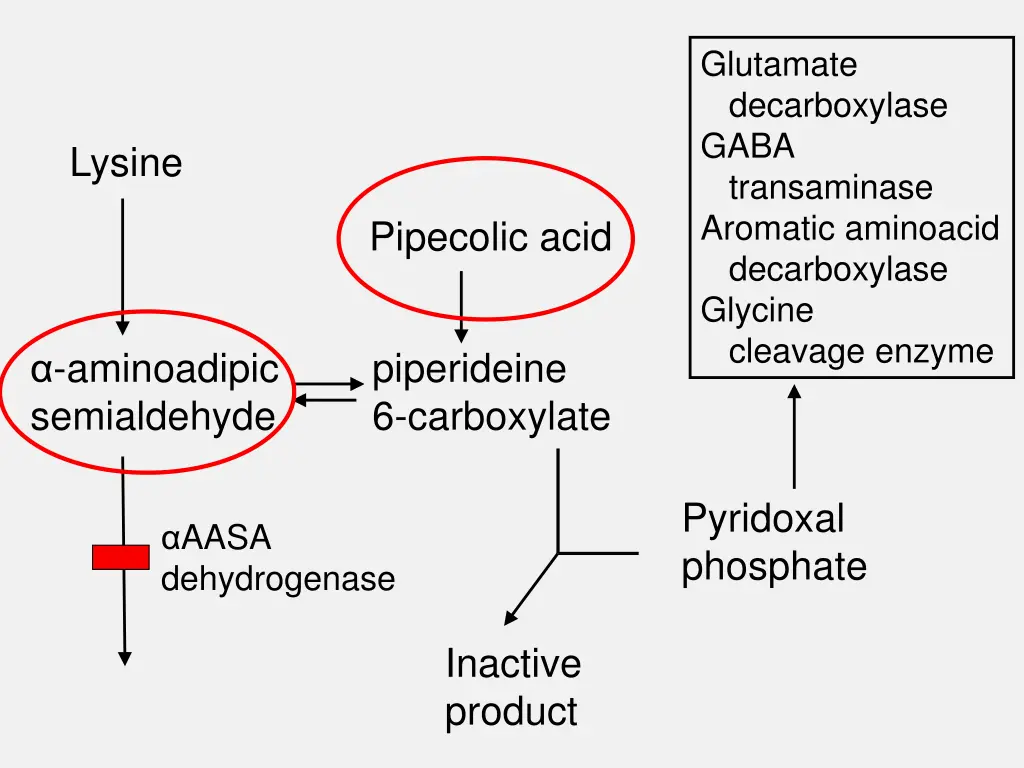 glutamate decarboxylase gaba transaminase