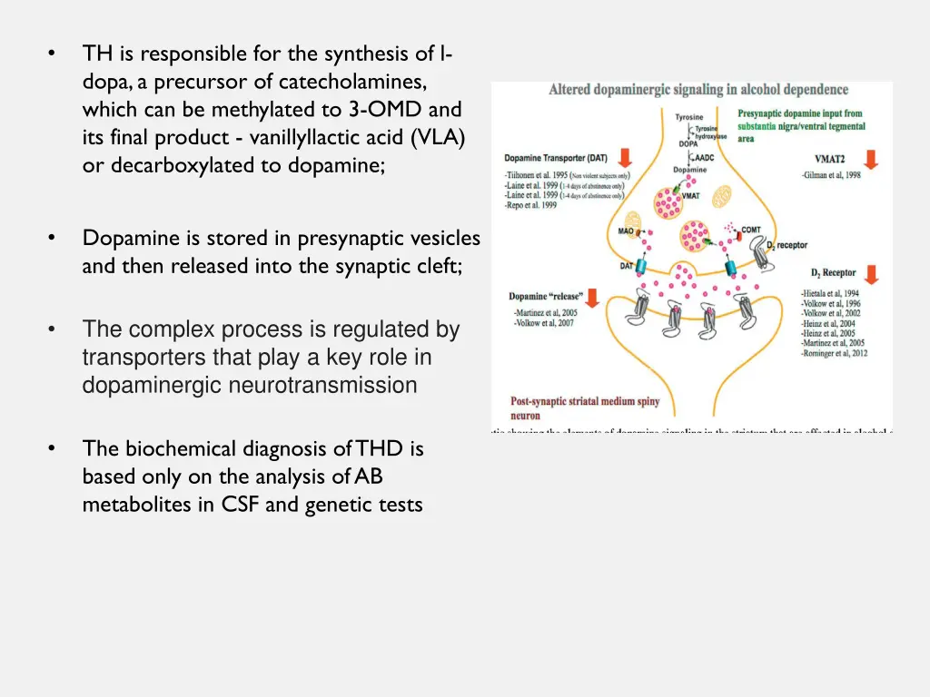 th is responsible for the synthesis of l dopa