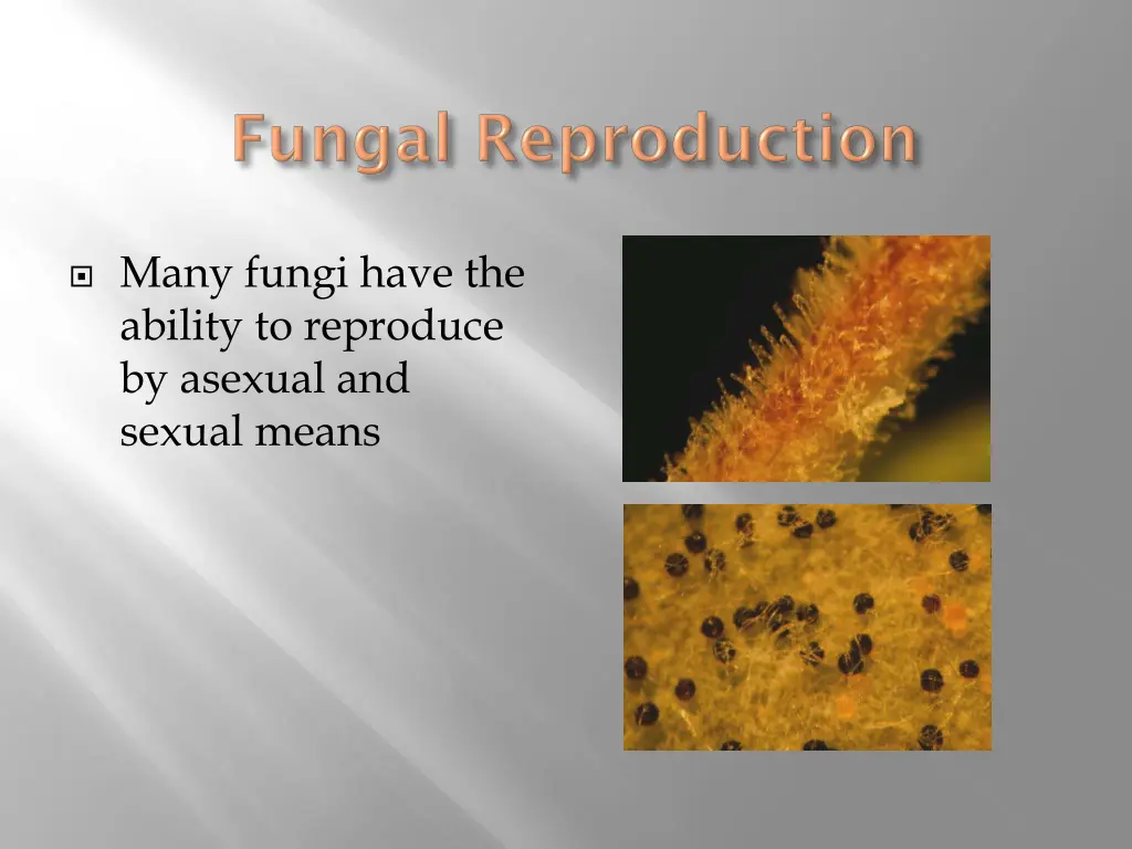 many fungi have the ability to reproduce