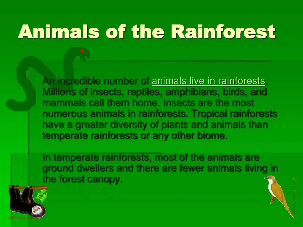 animals of the rainforest animals