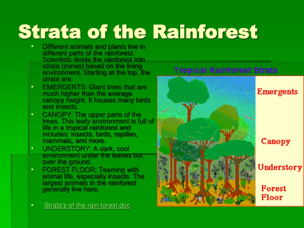 strata of the rainforest strata of the rainforest