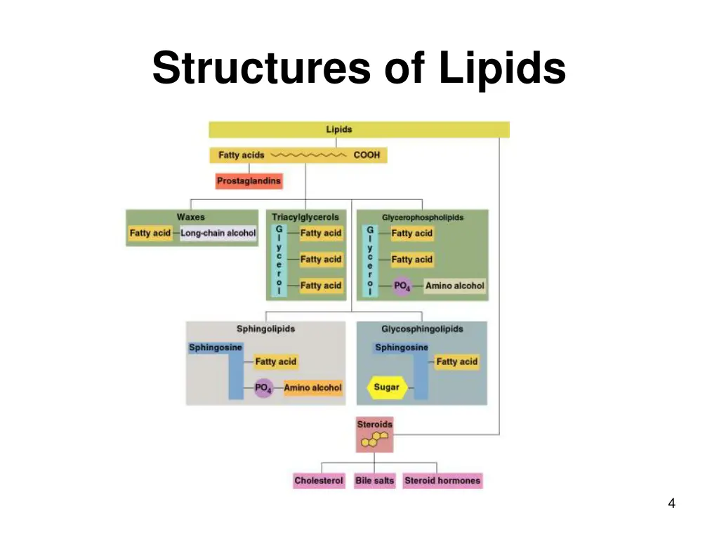 structures of lipids