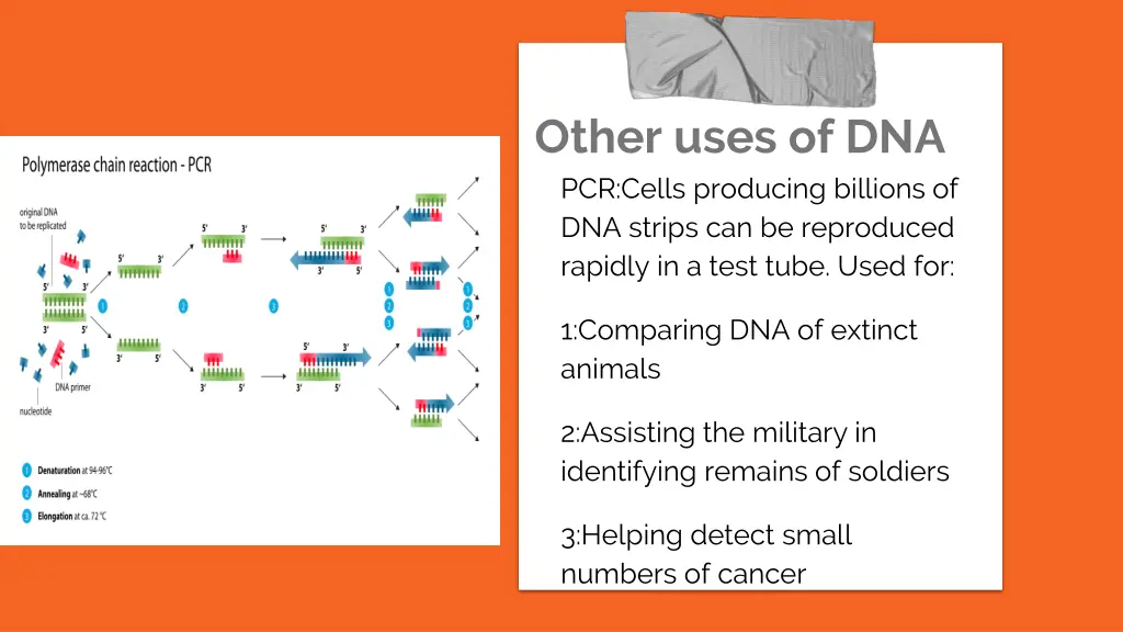 other uses of dna pcr cells producing billions