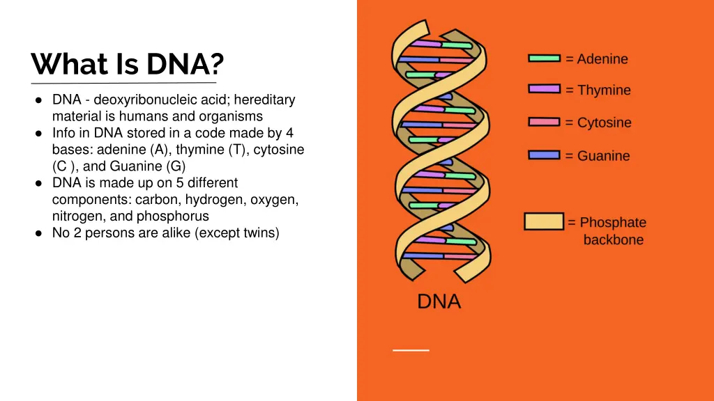 what is dna