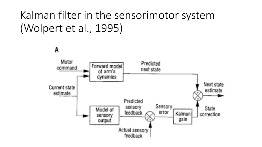 kalman filter in the sensorimotor system wolpert