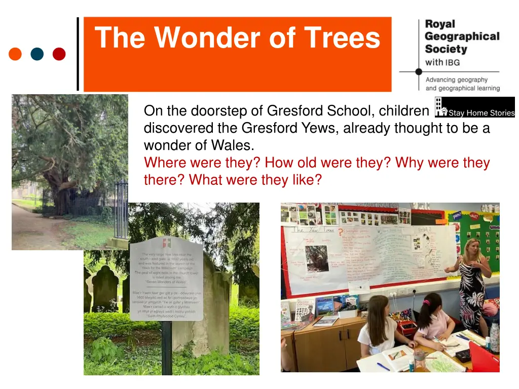 the wonder of trees