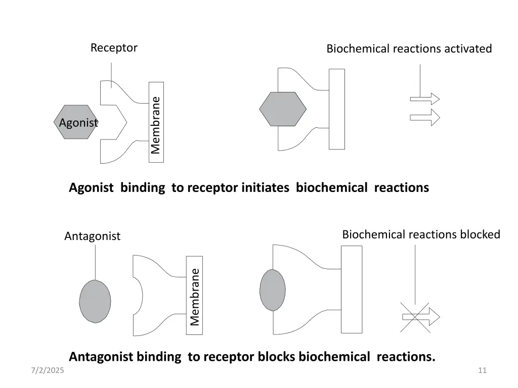 receptor