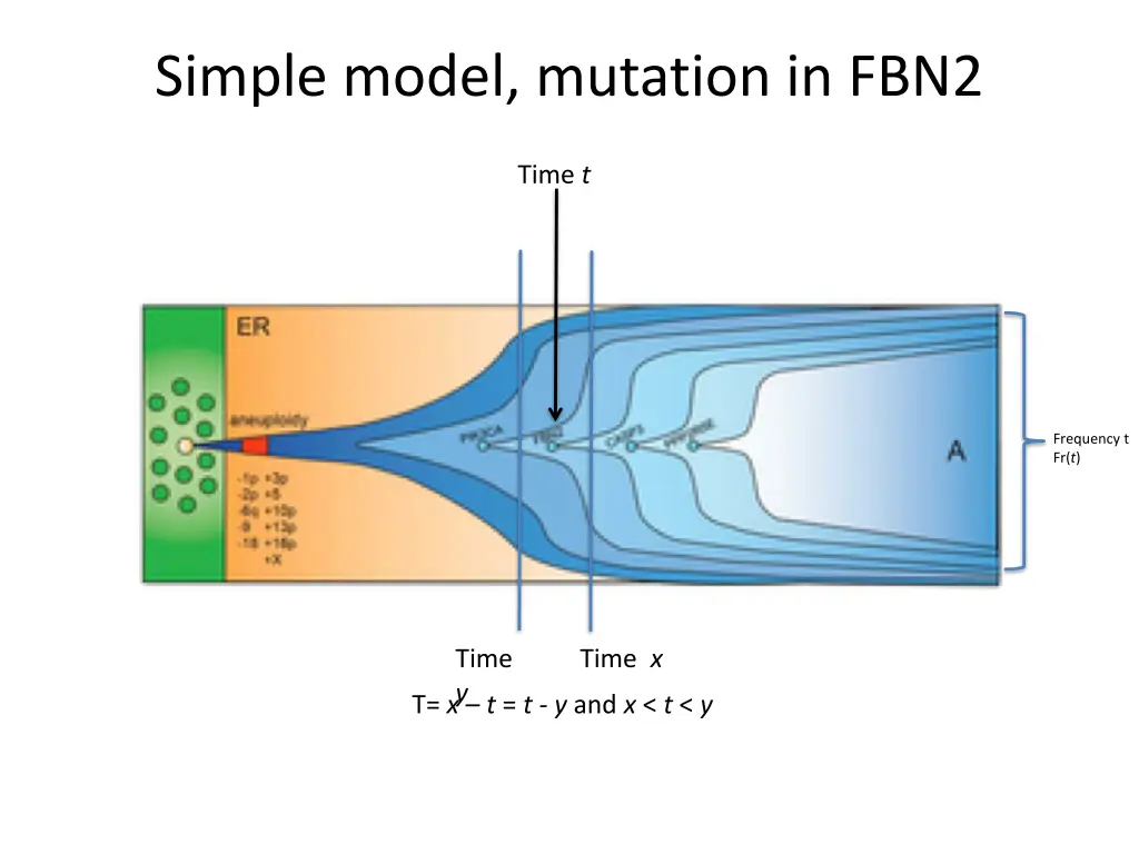 simple model mutation in fbn2 1