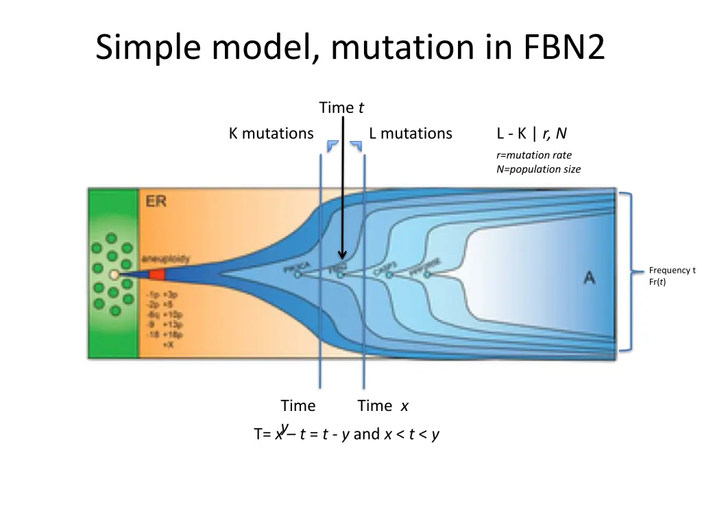 simple model mutation in fbn2 2