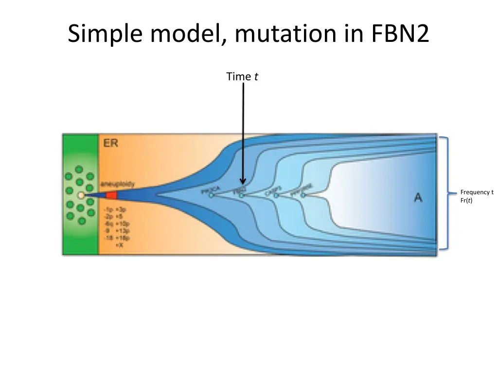 simple model mutation in fbn2