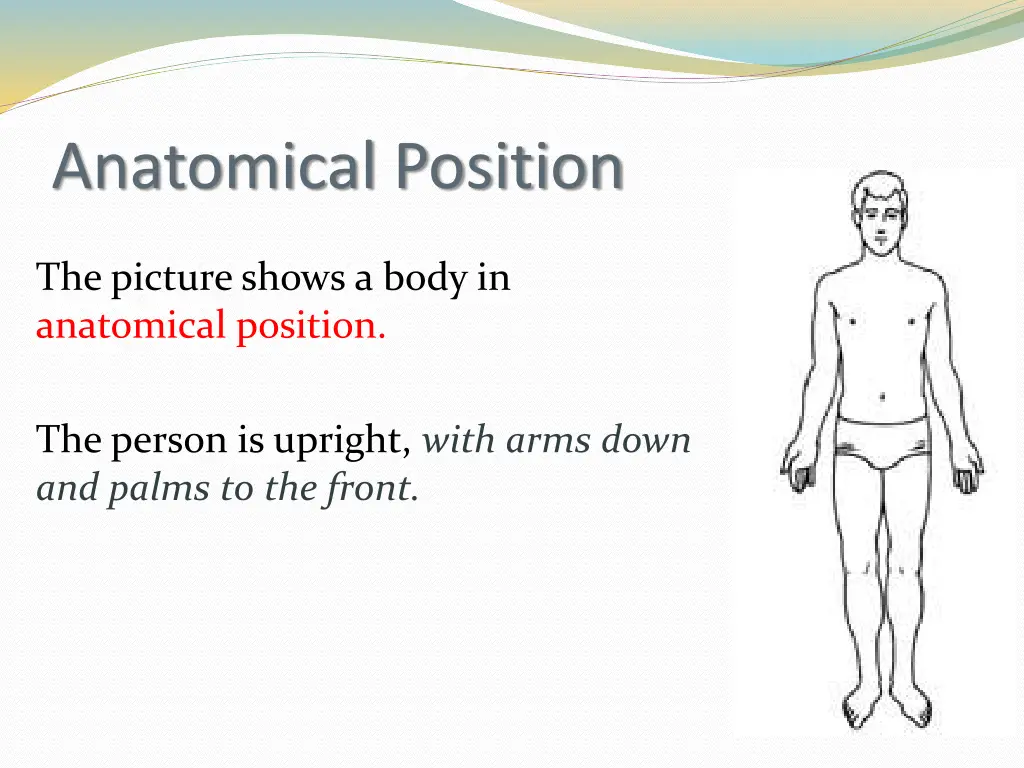 anatomical position