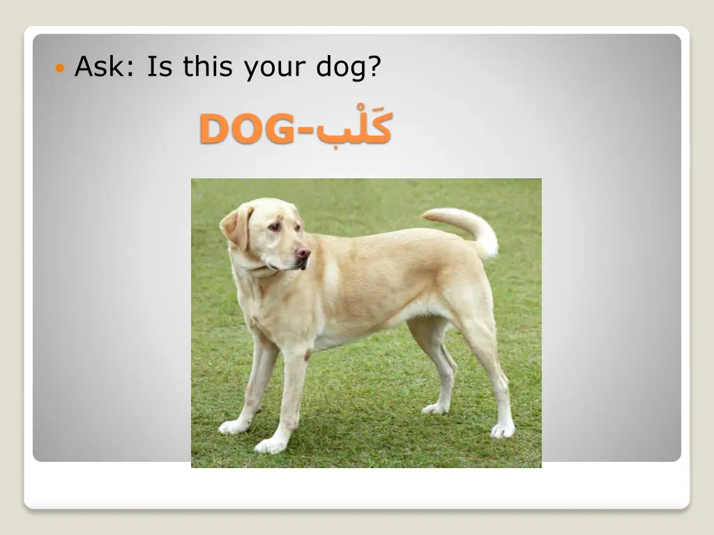 ask is this your dog