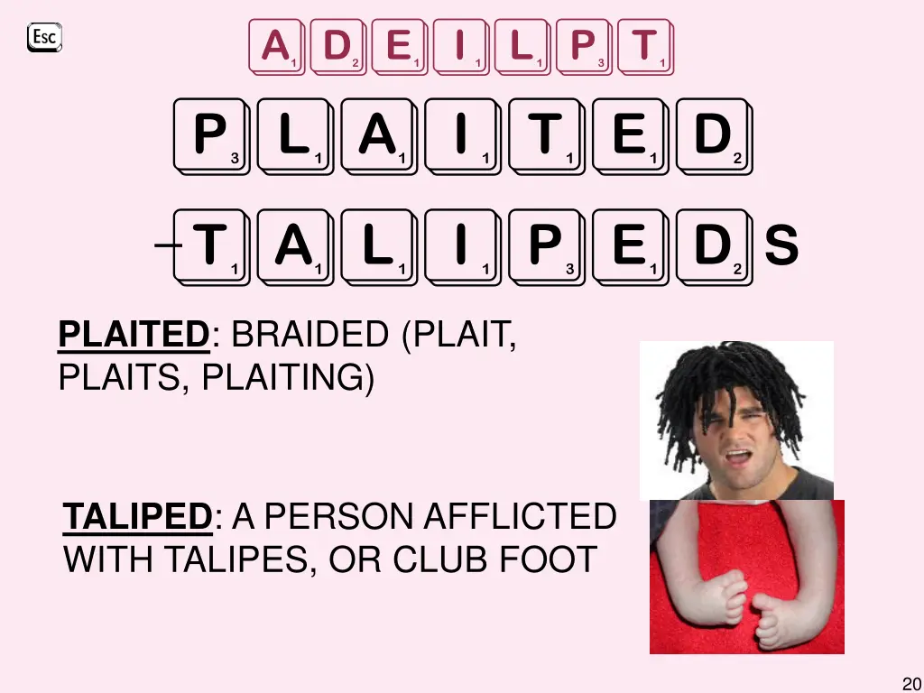 adeilpt plaited taliped