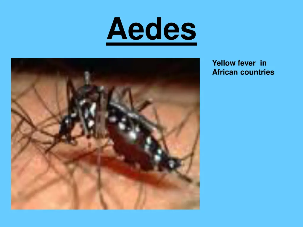 aedes