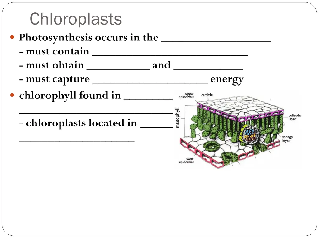 chloroplasts photosynthesis occurs in the must