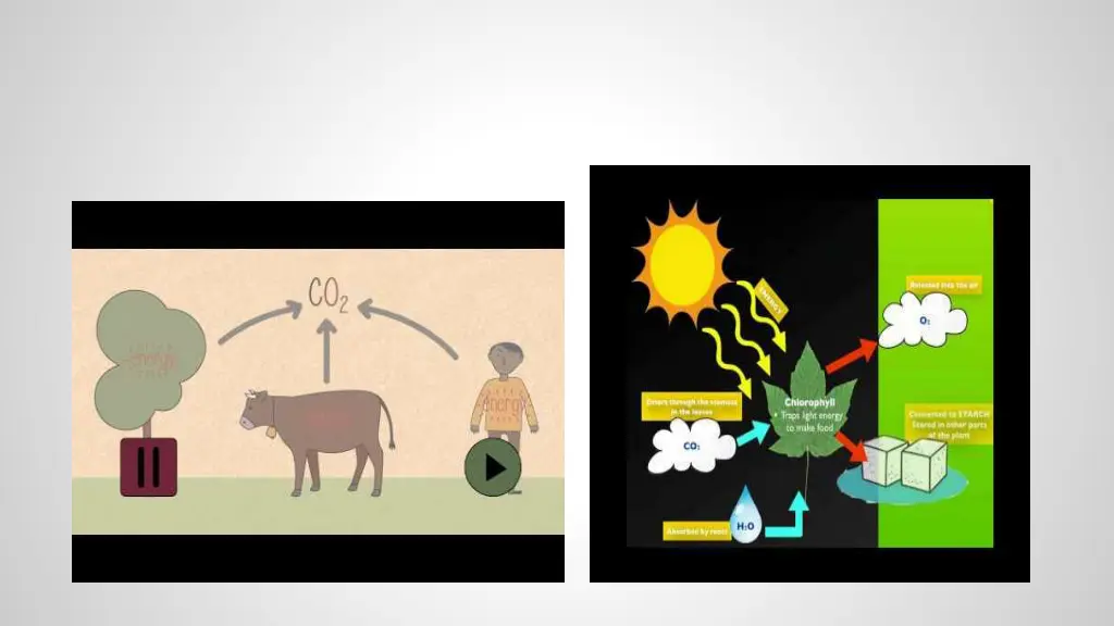 photosynthesis respiration