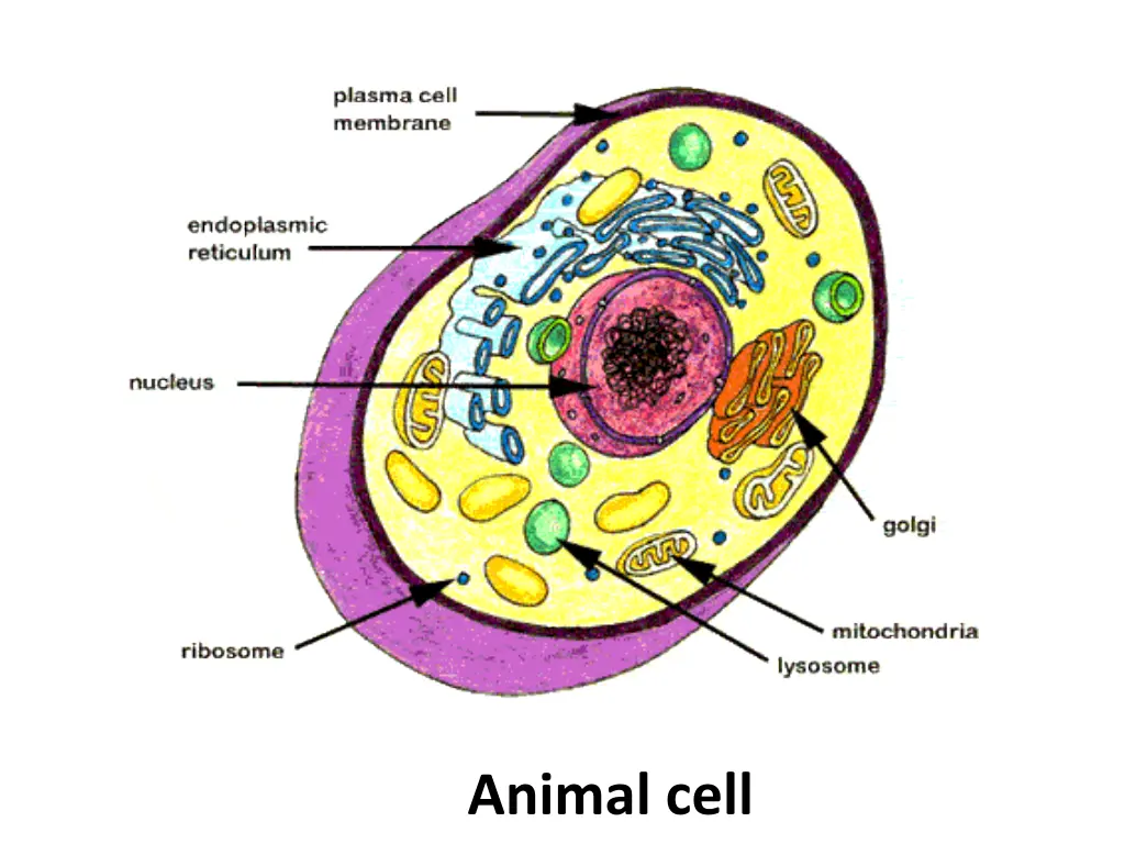 animal cell
