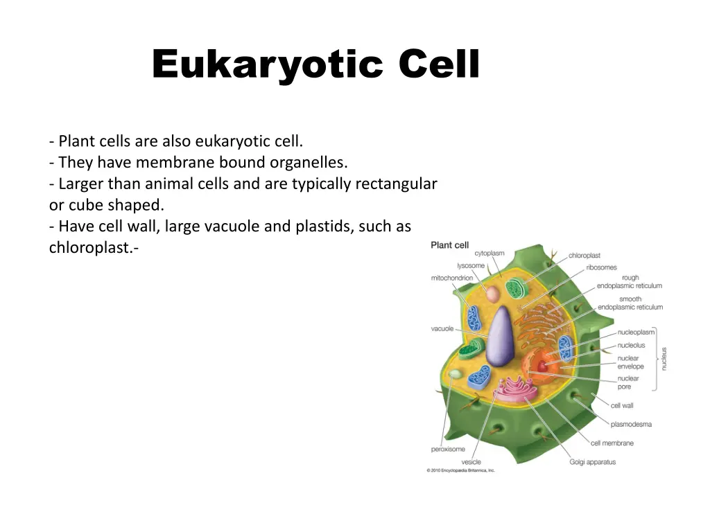 eukaryotic cell 1