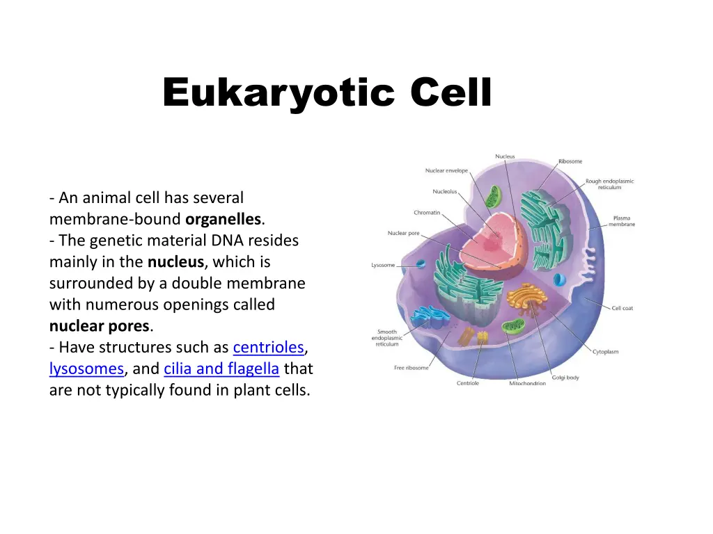 eukaryotic cell