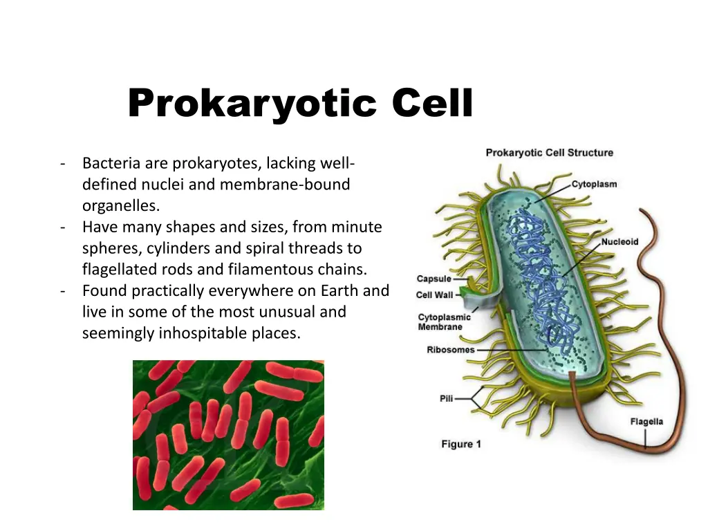 prokaryotic cell