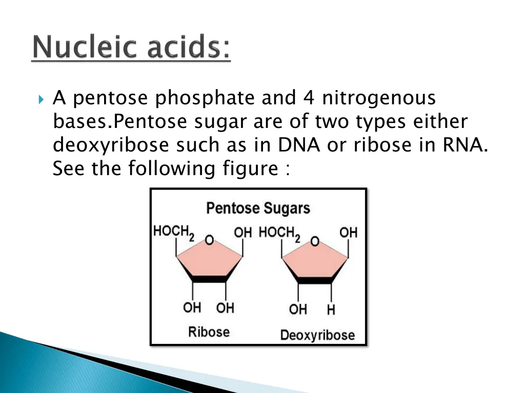 a pentose phosphate and 4 nitrogenous bases