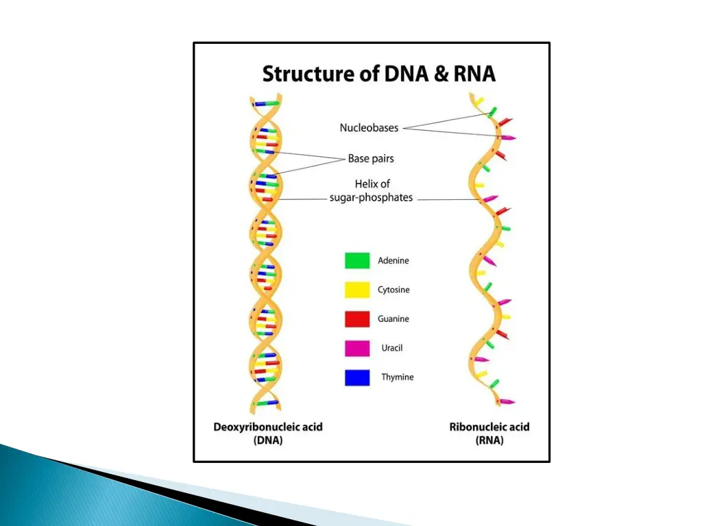 slide15