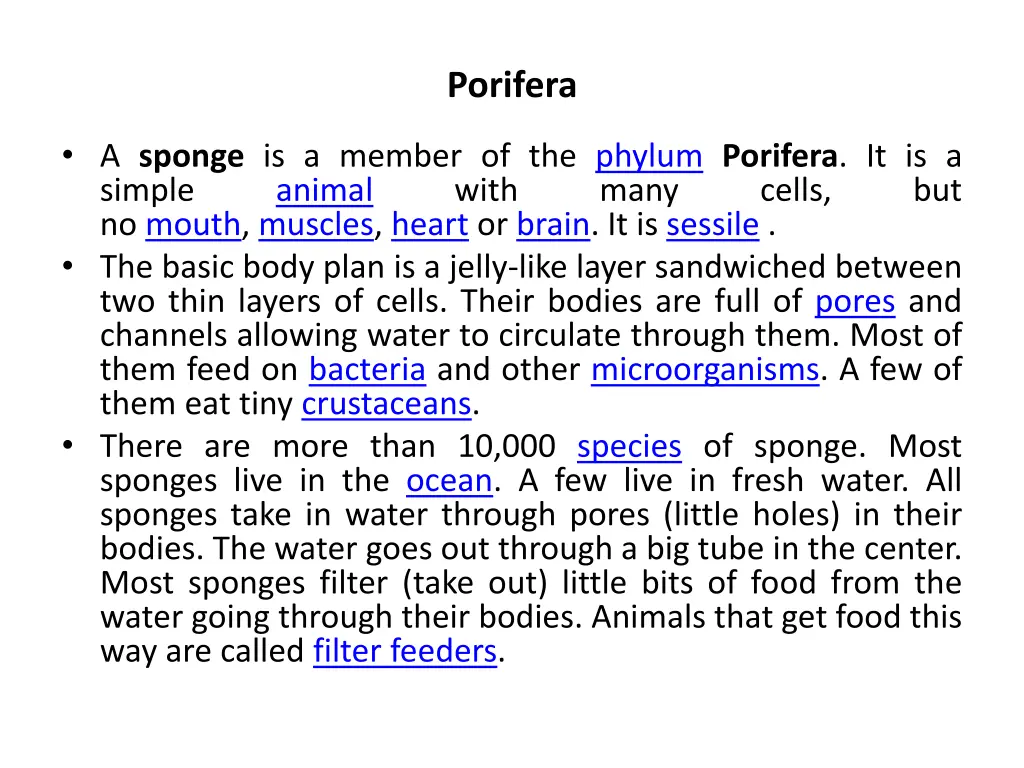 porifera 1