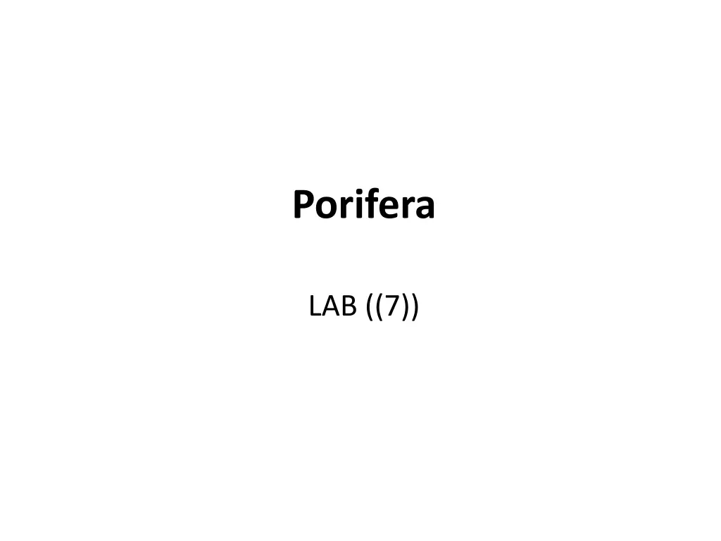 porifera