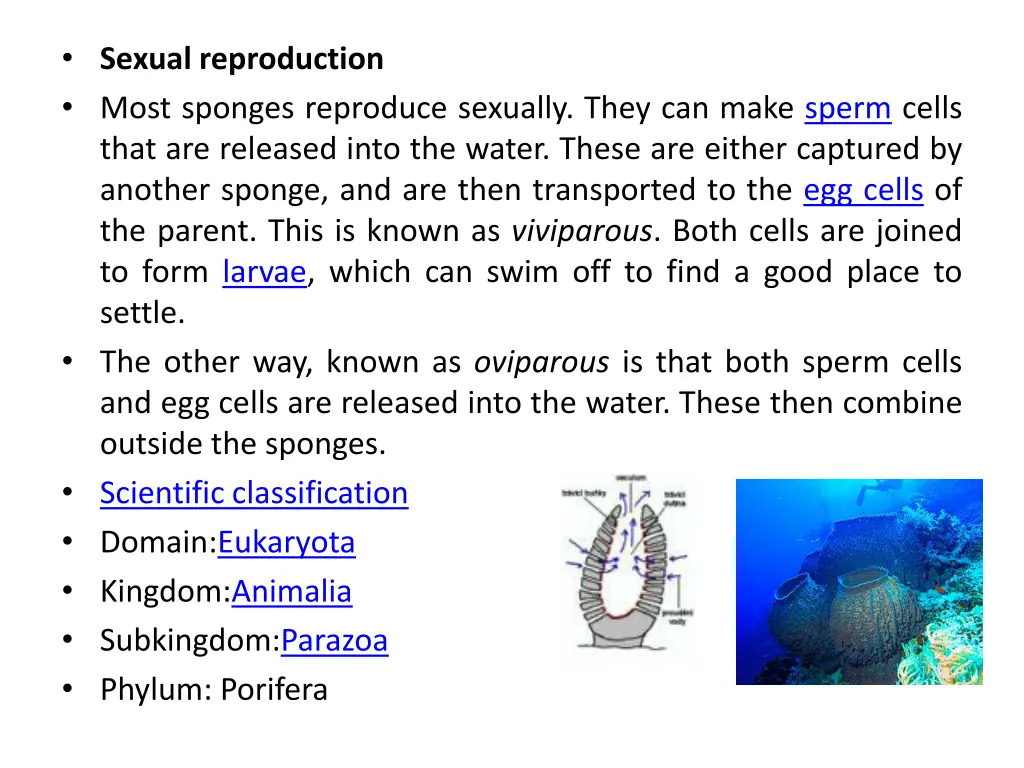 sexual reproduction most sponges reproduce
