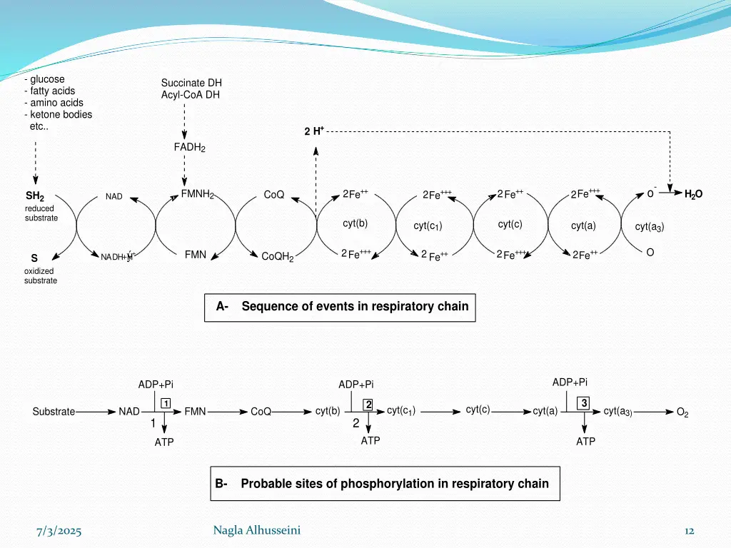 glucose fatty acids amino acids ketone bodies etc